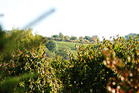 Bad Bellingen mit seinen typischen Weinreben und Obstbäumen.