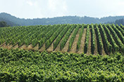 Das Markgräflerland mit den typischen Weinreben.